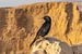 Zwarte vogel bij Massada, Israël van Jessica Lokker