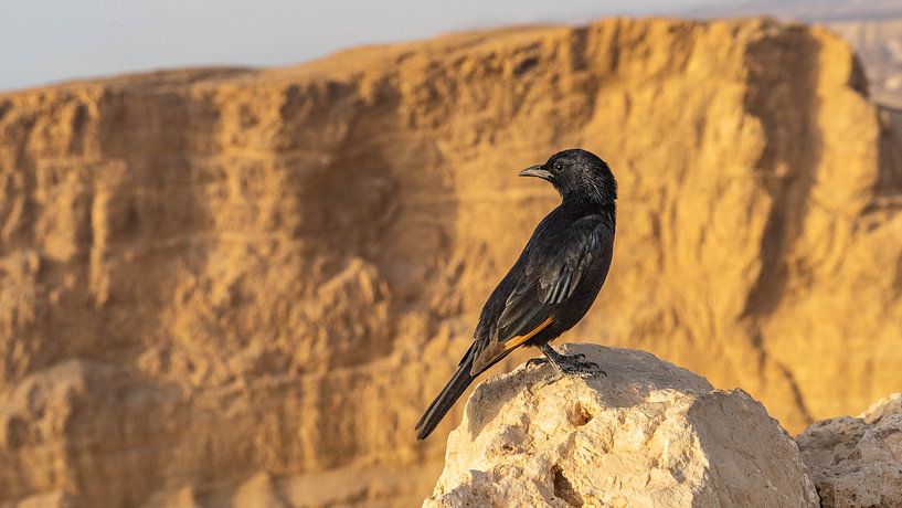 Schwarzer Vogel in Massada, Israel von Jessica Lokker