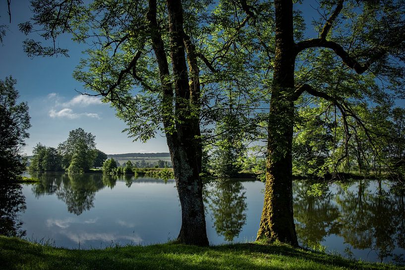 Trees at the waterfront in the early morning with mirror in the water by Frans Scherpenisse