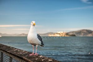 Seemöwe in San Francisco kurz vor Alcatraz von Bas Fransen