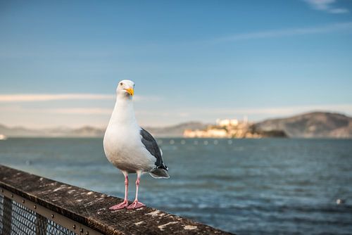 Seagull in San Francisco just before Alcatraz