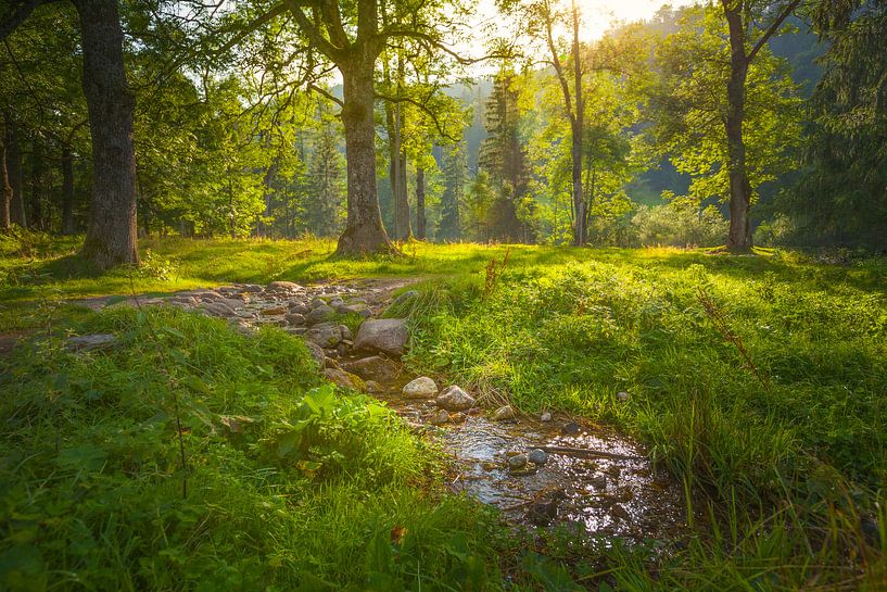 Stream by Freddy Hoevers