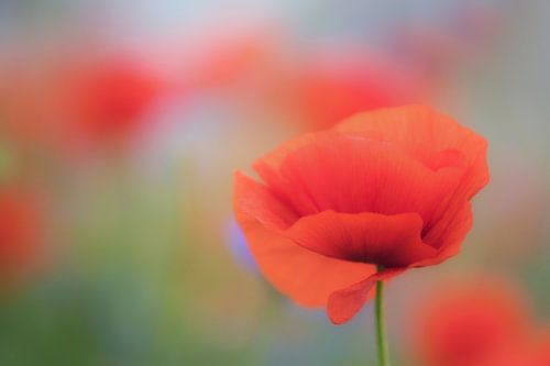 Klaproos in een mooi veld.