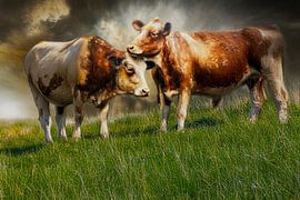 Koeien in de bergweide!