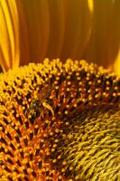 Tournesol avec guêpe