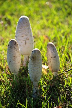 4 paddenstoelen van Petra Brouwer