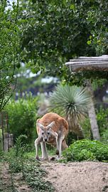 Kangaroo in the Green by Bambi Lu
