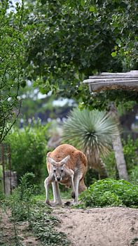 Kangaroo in the Green