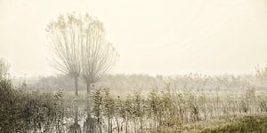 Matin brumeux