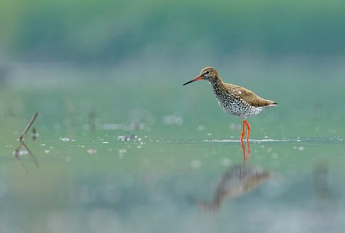 Common redshank in magical light