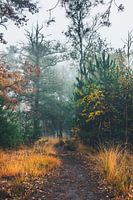 Fog in the forest