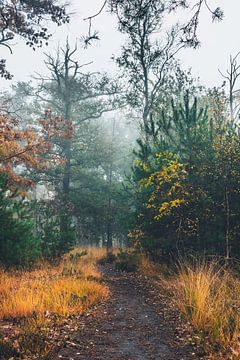 Mist in het bos van Jeroen Brasz