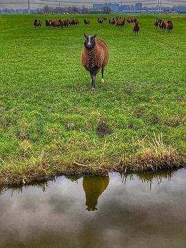 Schaap over de Dam van Truckpowerr