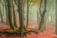 Der wudnerbare Speulder Wald von Lars van de Goor Miniaturansicht