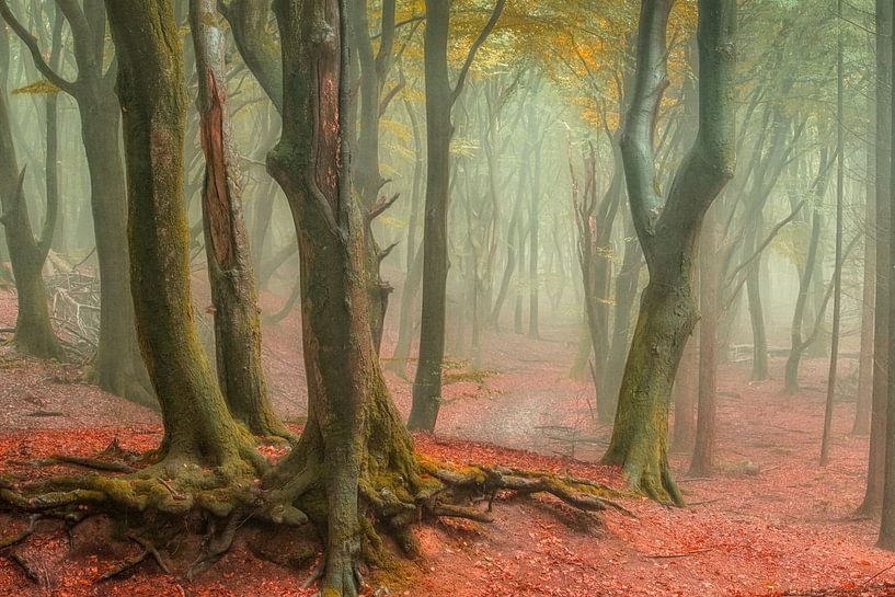 Der wudnerbare Speulder Wald von Lars van de Goor