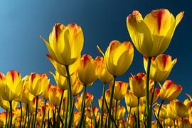 tulp geel by Hans Kerchman