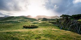 Dynamic dunes by Maarten Mensink