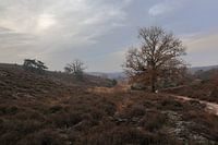 Landschap bij de Posbank