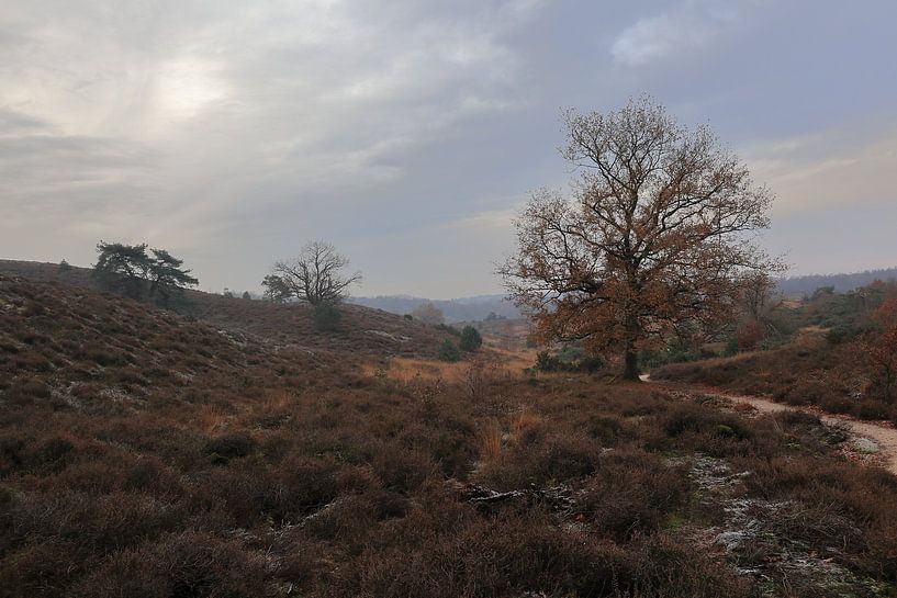 Landschaft bei der Posbank von Sander Miedema