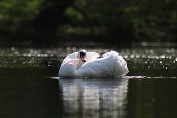 Höckerschwan von John Kerkhofs