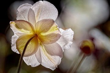 Weiße Anemone im Gegenlicht