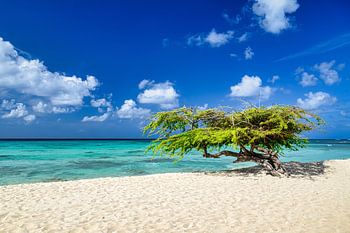 Een panoramisch uitzicht op Arashi Beach op het eiland Aruba in het Caribisch gebied