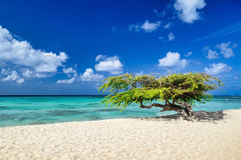 A panoramic view of Arashi Beach on the island of Aruba in the Caribbean by Andreas Völkel