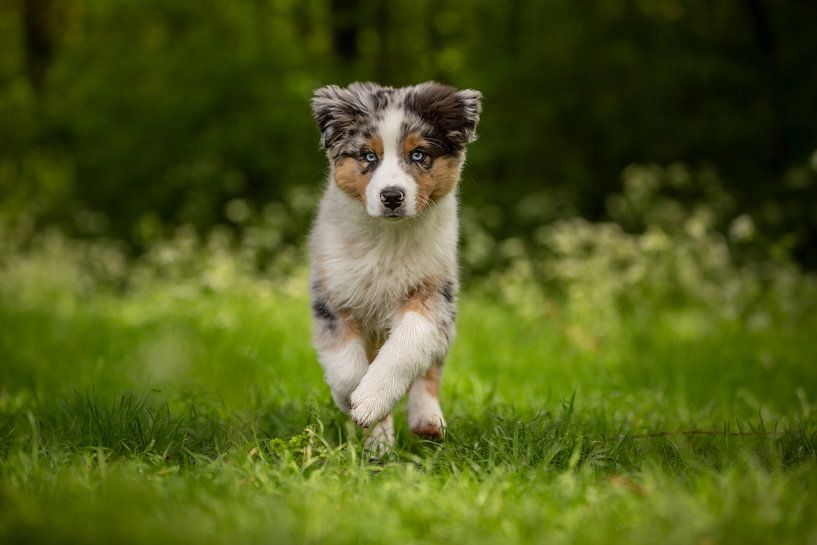 Australian Shepherd Welpe von Meijer Mandy
