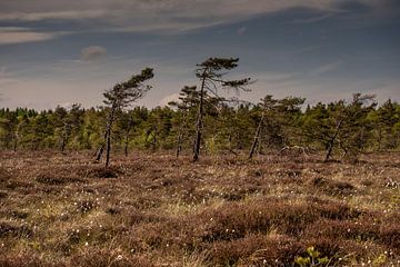 Lente in de Zwarte Moor/Rhön van Holger Spieker