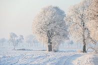 winterlandschap met witte bomen en een wit veld van Eric van Nieuwland thumbnail