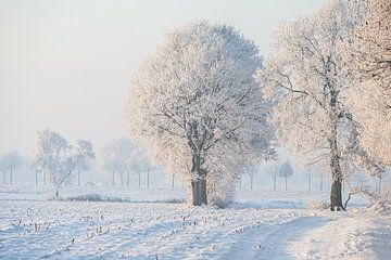 winterlandschap met witte bomen en een wit veld