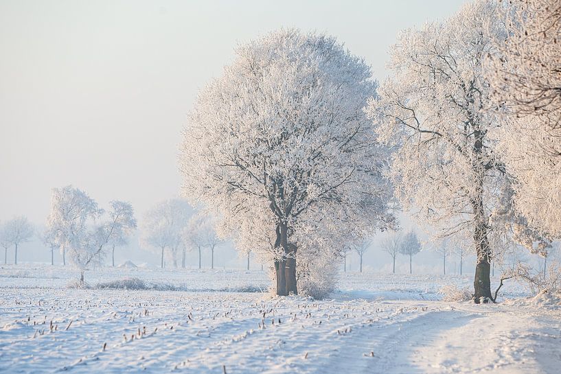 winterlandschap met witte bomen en een wit veld van Eric van Nieuwland