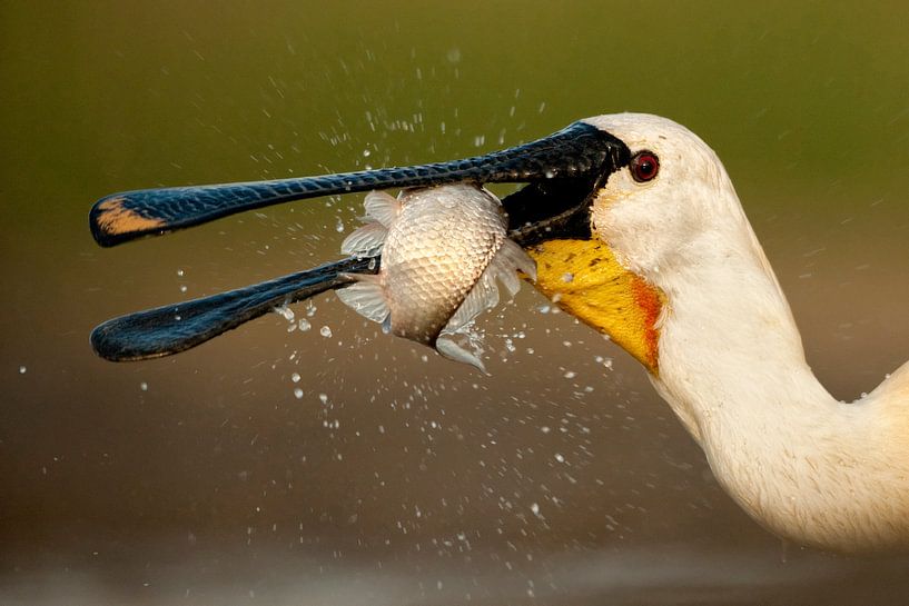 Portrait of an Eurasian Spoonbill (Platalea leucorodia) by Beschermingswerk voor aan uw muur