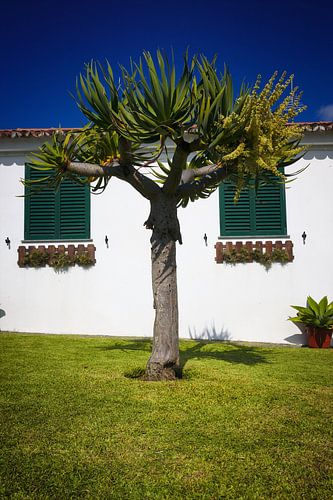 Drakenbloedboom tuin huis