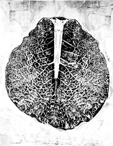 Cabbage leaf, mixed media