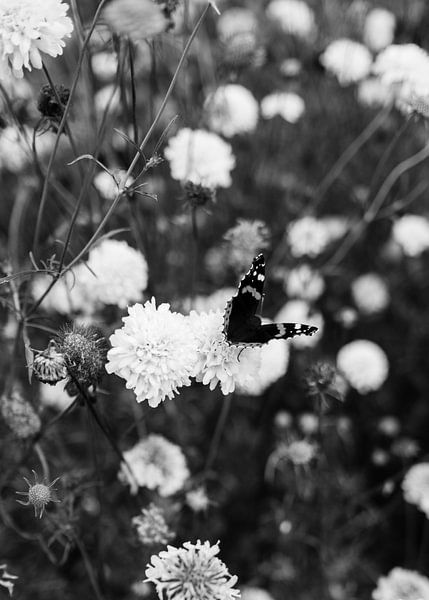 Butterfly by Sabine Gaastra