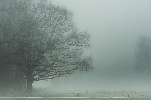 Les arbres et le must IV