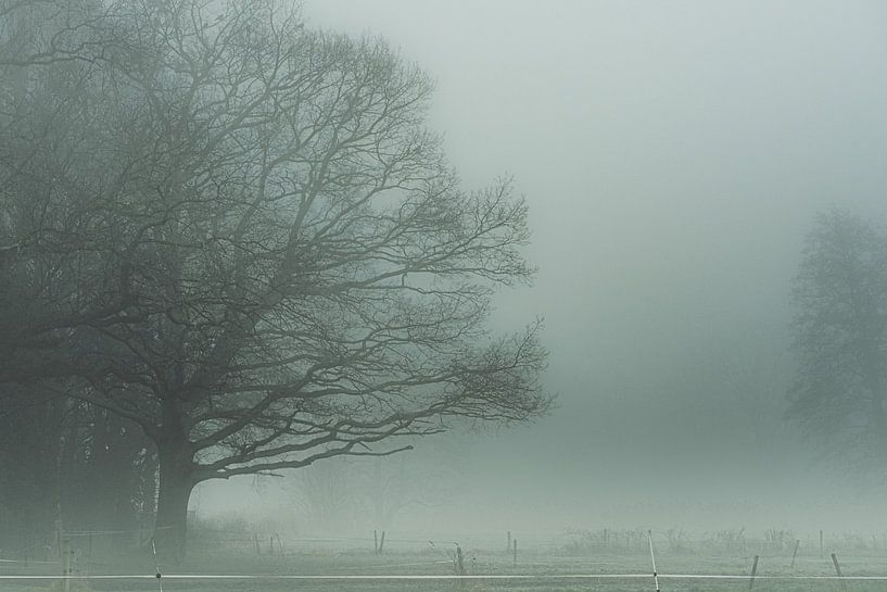 Trees and must IV by Onbegonnen werk