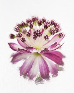 Malerische Spiegelung eines Seeländischen Knotens (Astrantia Major)