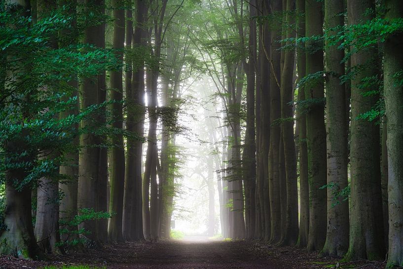Frühes Morgenlicht von Yen Do