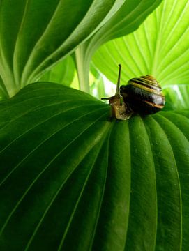 Snail on leafe sur Mirakels Kiekje