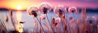 Dandelion At Sunset