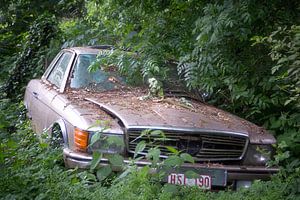 Mercedes im Wald.