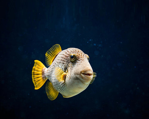 Yellow pufferfish in deep blue water