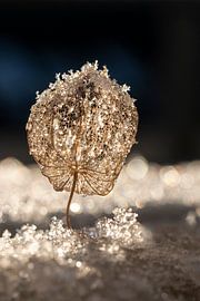 goldene Lampionblume