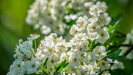 Blossom by Martijn van Dellen