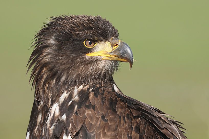 Bald Eagle (Haliaeetus leucocephalus) by Ronald Pol