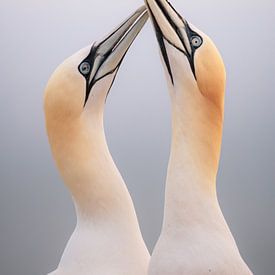 Dance of the gannets by Ruben Van Dijk