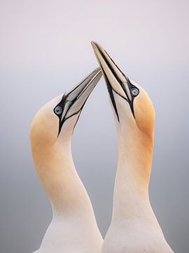 Dance of the gannets by Ruben Van Dijk