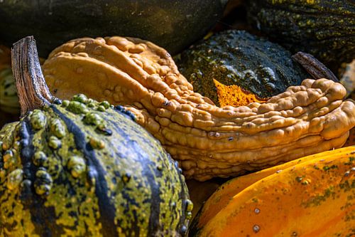La magie de la citrouille en automne